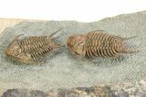 Two Foulonia Trilobites From Fezouata Formation - Top Quality Specimen #350856-2